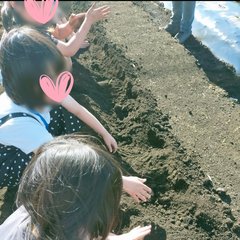 夏野菜の苗を植えました 夏野菜の苗を植えました