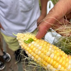 トウモロコシの収穫1 トウモロコシの収穫1