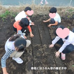 春菊種まき 春菊種まき