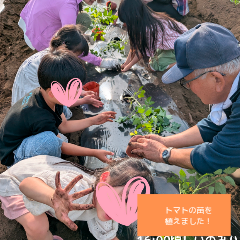 トマトの苗植え