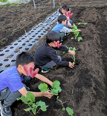 野良ぼう菜 野良ぼう菜